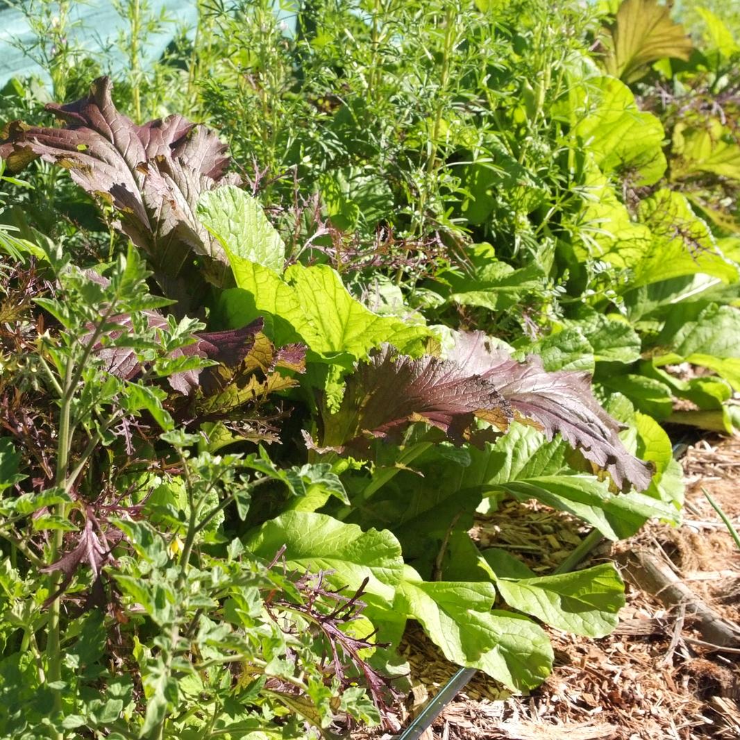 Greens