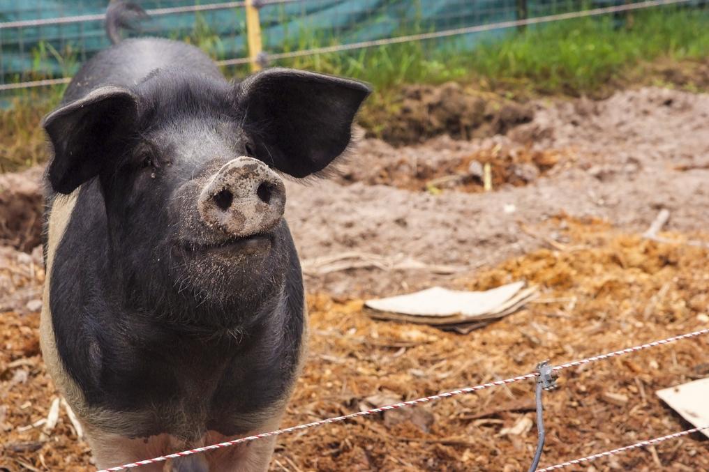 One of the homestead pigs looking into the camera