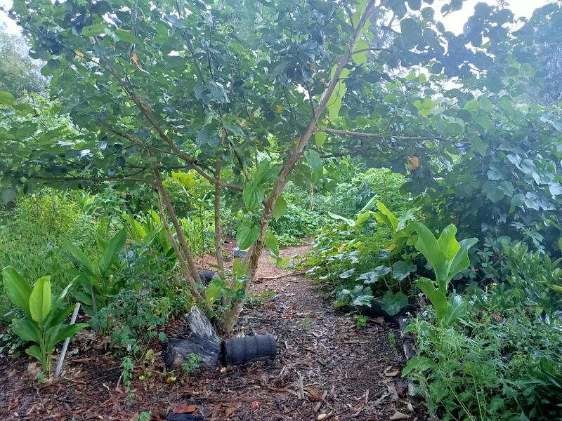 Food forest