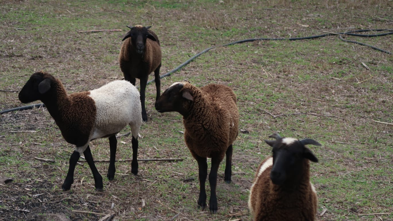 Sheep on a regenerative property