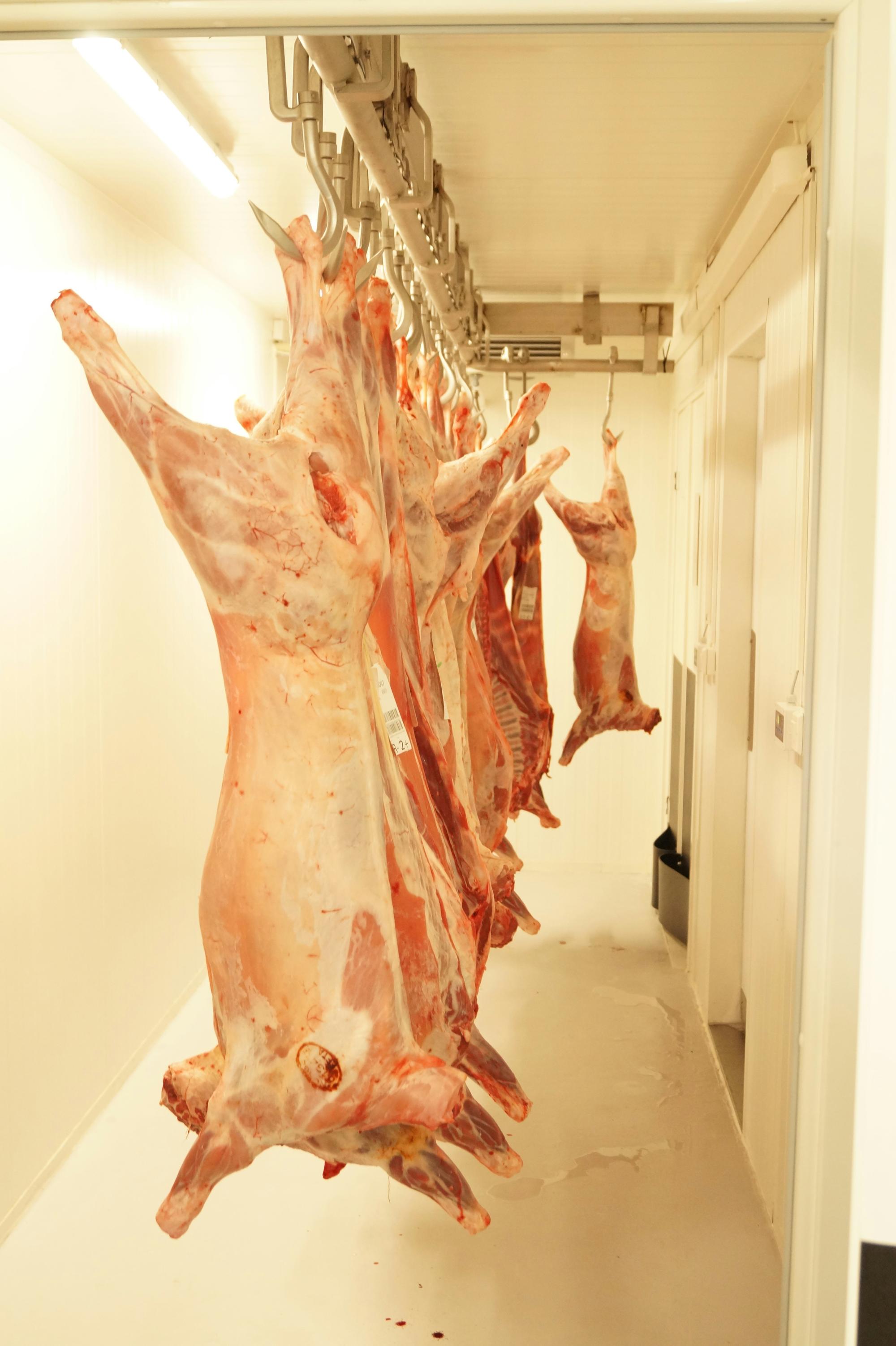 Sheep butchering workshop — ethical on-farm processing